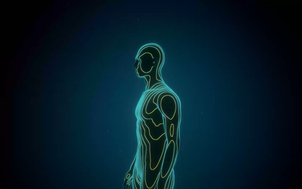 Contour Anatomy