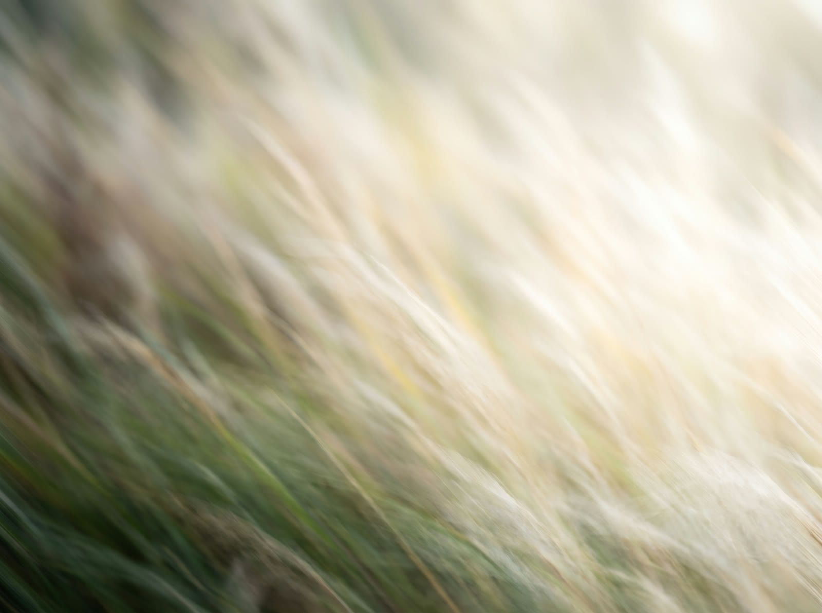 Windy White Grass