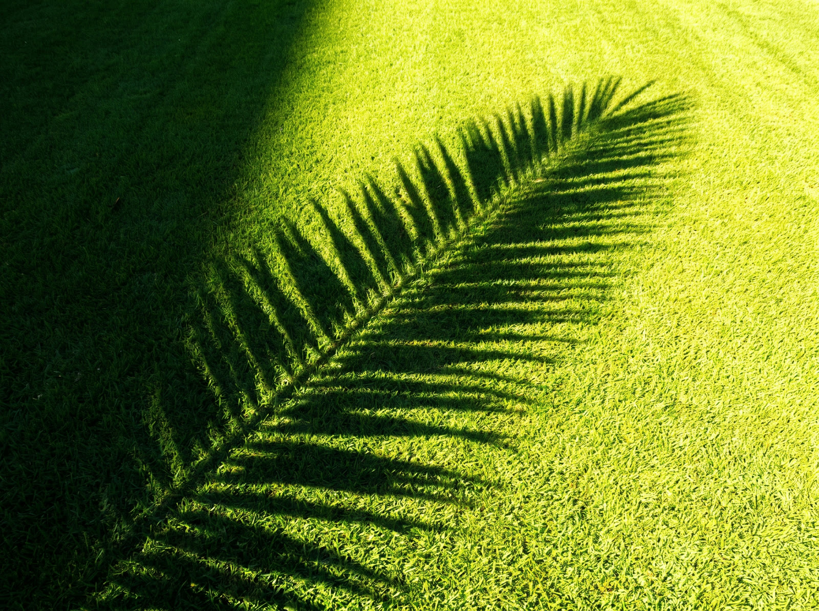 Palm Shadow Lawn
