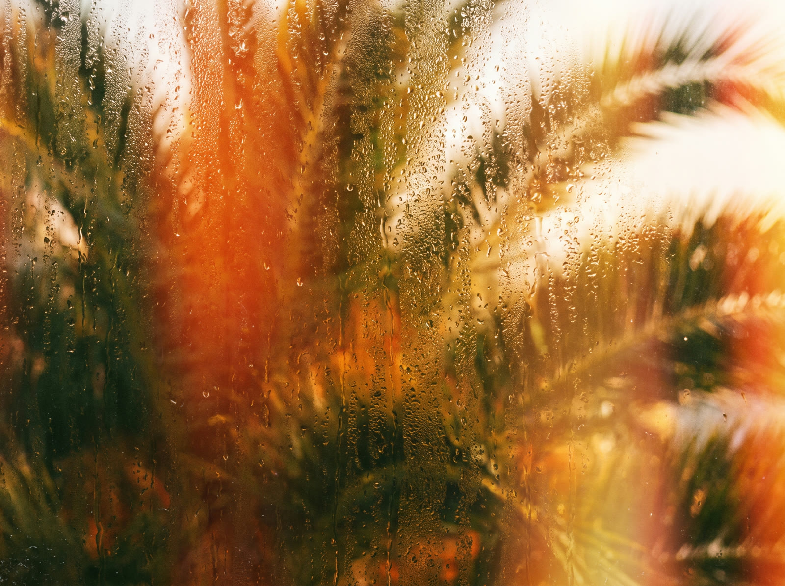 Rainy Palm Glass