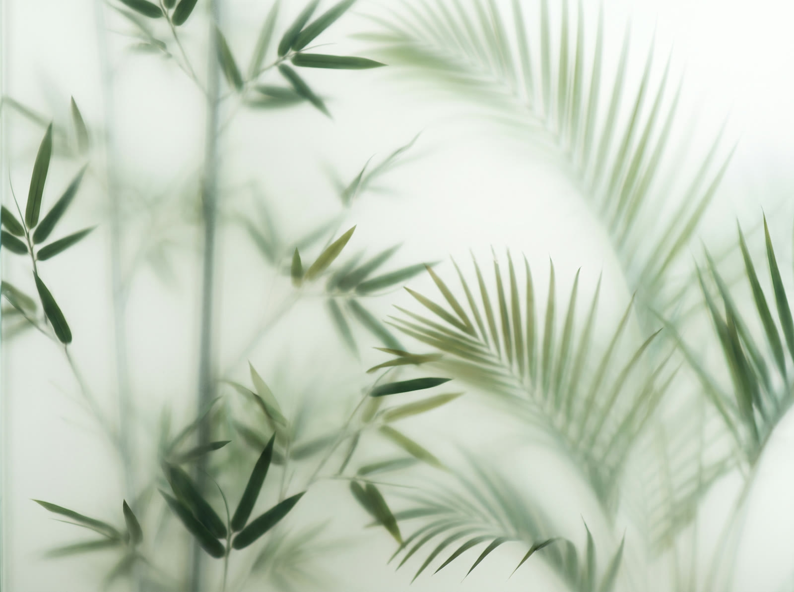 Frosted Bamboo Palms
