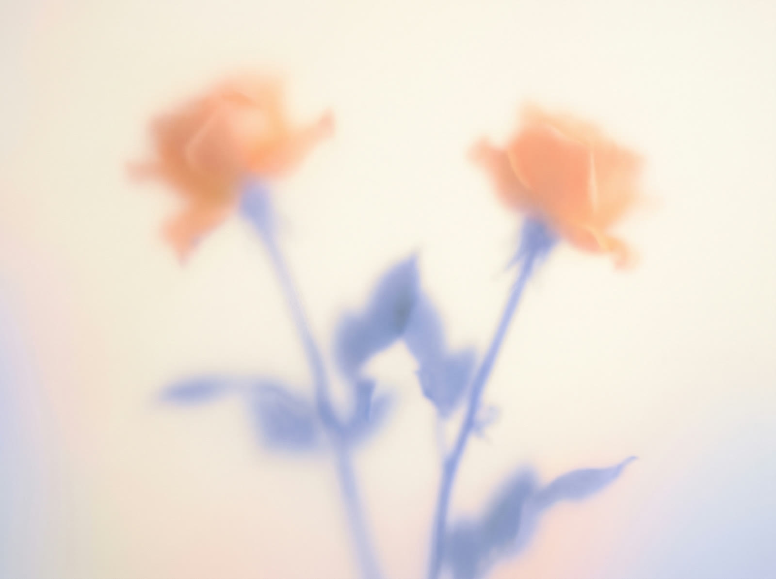 Frosted Orange Roses