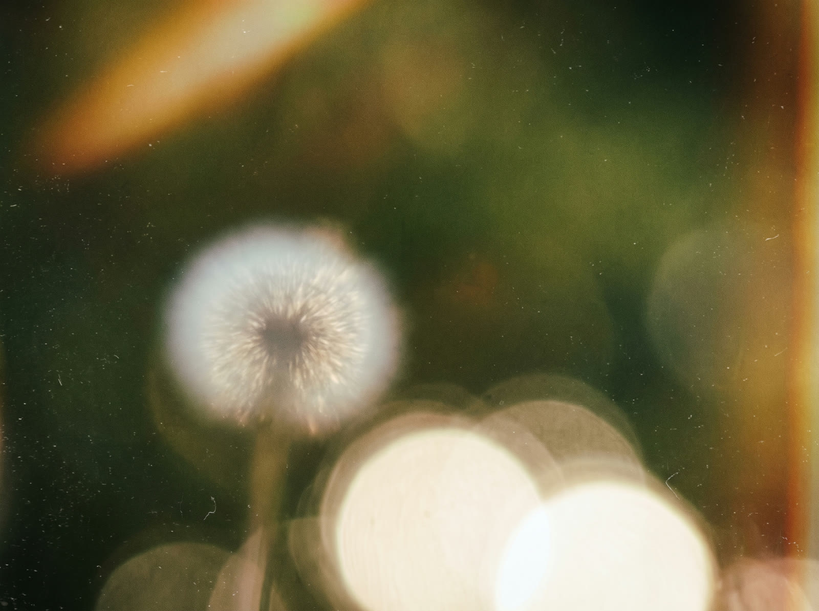 Dandelion Bokeh Glow