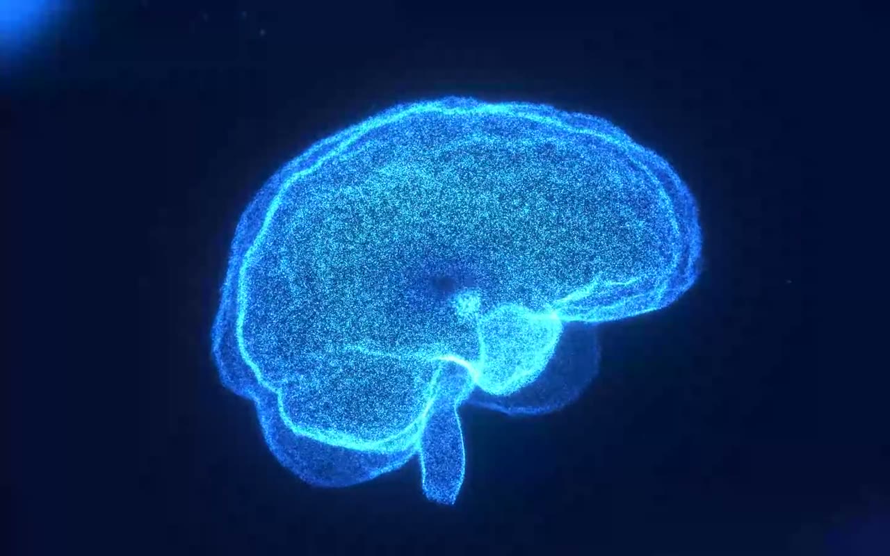 Brain